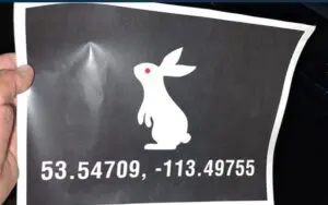 WWE Leaves 'White Rabbit' Surprise On Fans' Cars After SmackDown