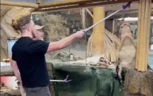 Joey Janela Feeds Alligators At The Zoo Joey Janela Feeds Alligators At The Zoo