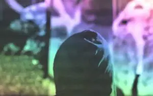 Mysterious Vignette Airs on NXT Featuring Parking Lot Assaults