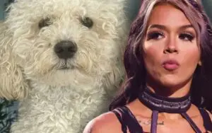 Cora Jade Seeks Assistance After Mini Poodle Stitch Disappears in Winter Park