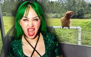 Shotzi Deals With Unexpected Chicken Invasion After Hurricane Milton