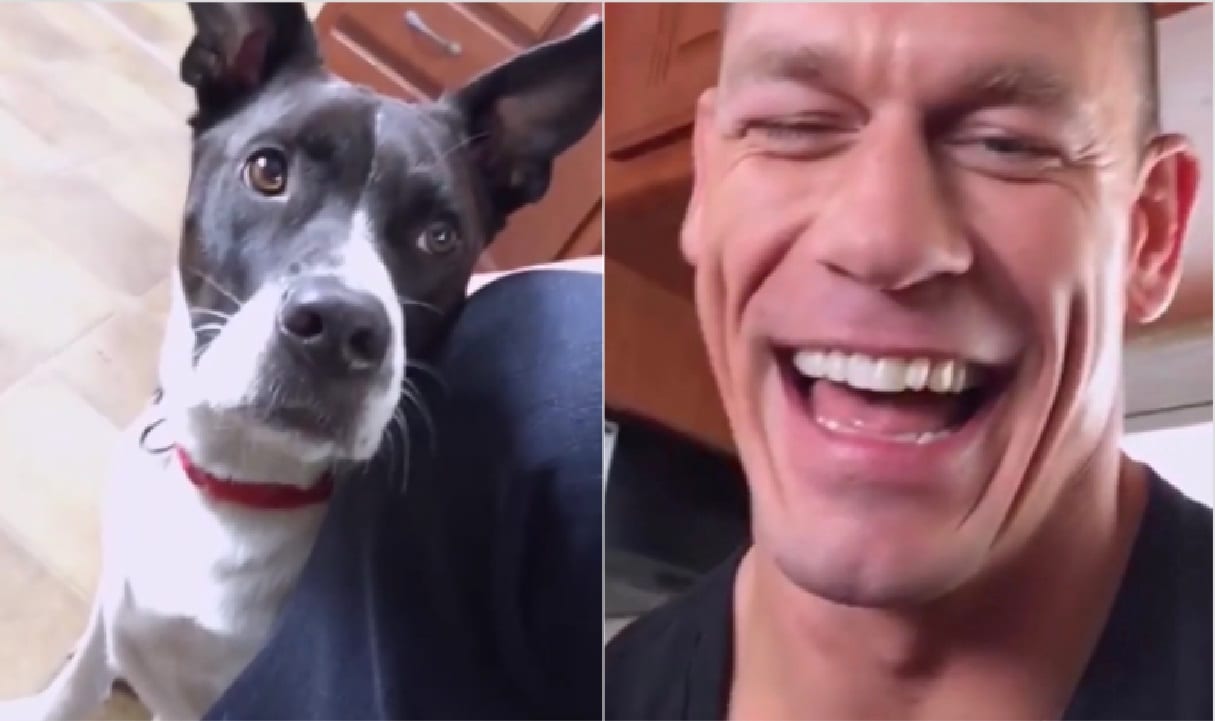 John Cena Hangs Out With Talking Dog