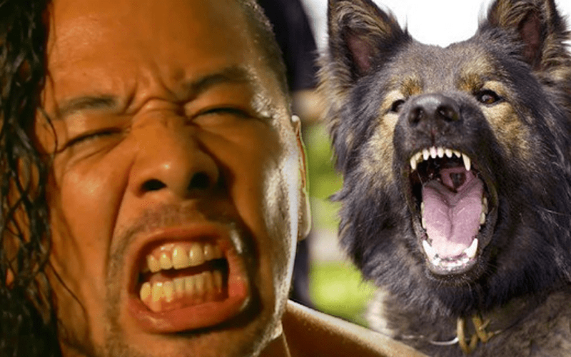 How Bad Is Shinsuke Nakamura’s Leg After Police Dog Bite?