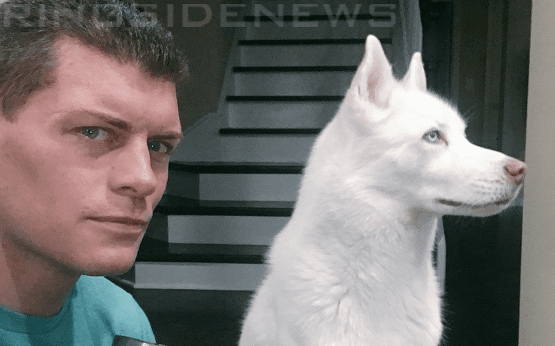 Pharaoh Hasn't Left Cody Rhodes' Side During Recovery From Surgery