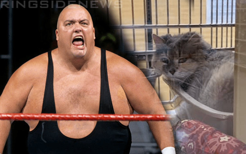 King Kong Bundy’s Cat Stuck In Shelter After His Passing