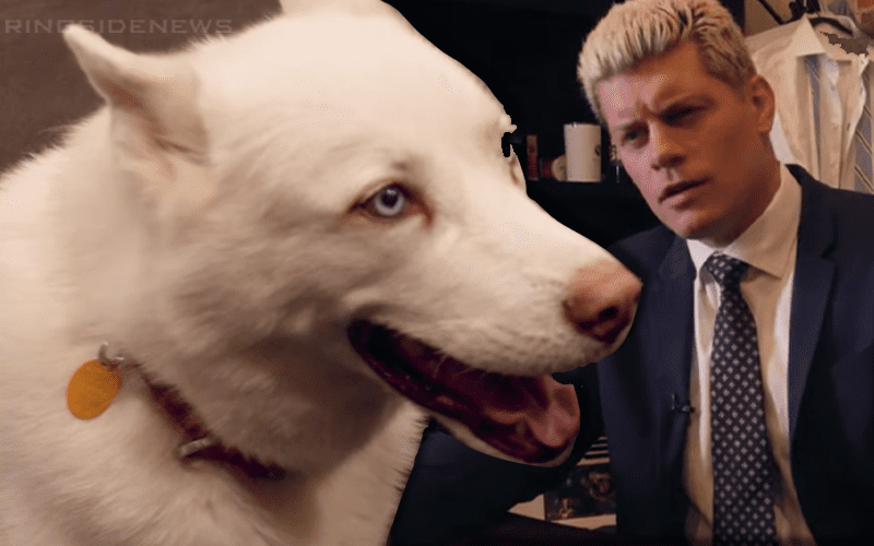 Watch Hilarious Message From Pharaoh Read By Cody Rhodes