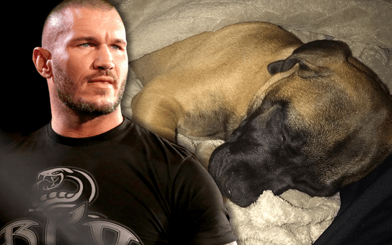 Randy Orton Shows Love For His New Puppy