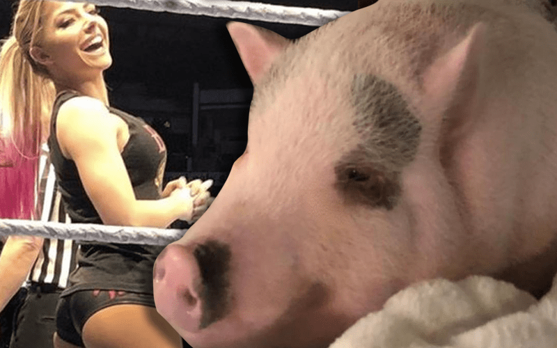 Alexa Bliss Says Her Pet Pig Is ‘Cuter Than My Butt’