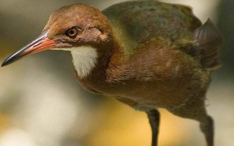 Ancient Long Extinct Bird LIVES AGAIN By Reversing Evolution