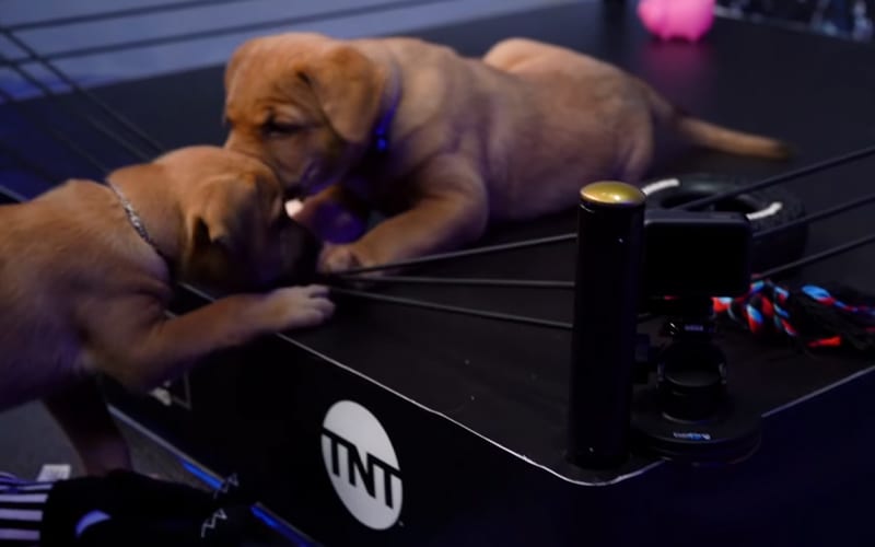 WATCH The AEW Puppy Battle Royale