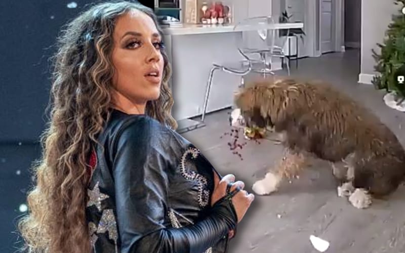 Chelsea Green Catches Her Dog On Video Eating Christmas Decorations