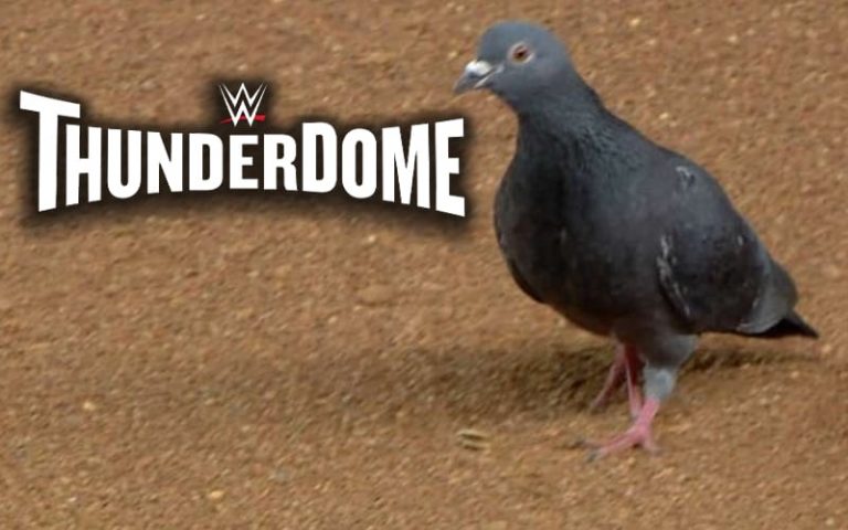 WWE Could Have Pigeon Problems At ThunderDome In Tropicana Field