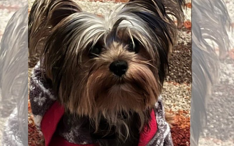 Jordynne Grace’s Dog Returned Safely After PetSmart Groomers Gave Her To Someone Else
