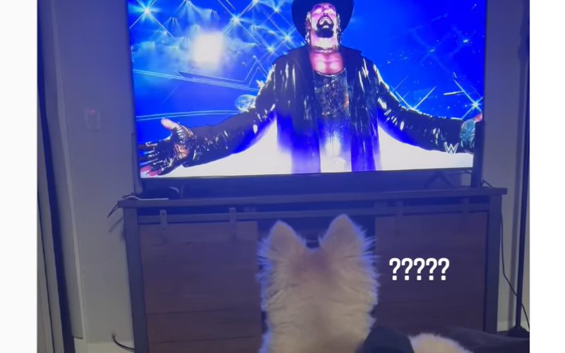 The Undertaker Scared Kayden Carter’s Dog During WrestleMania