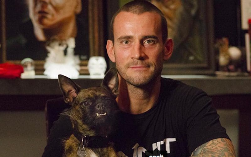 Rumor Killer On CM Punk's Dog Larry Sustaining Injury During AEW All