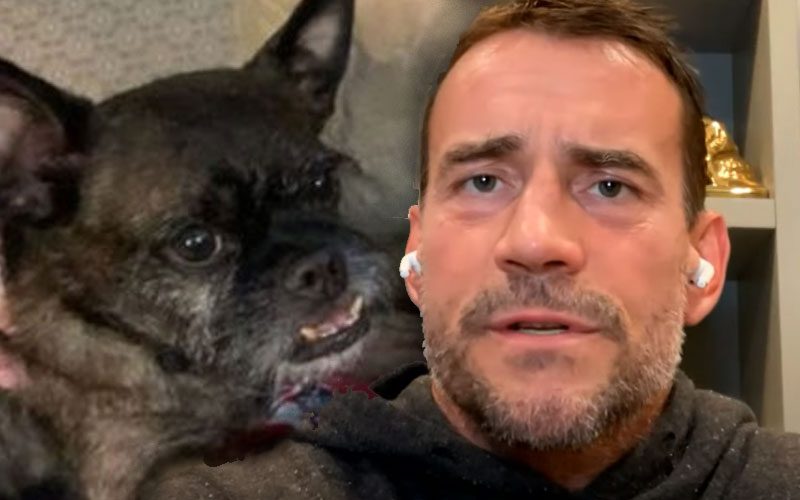 CM Punk Provides Injury Update For His Dog Larry